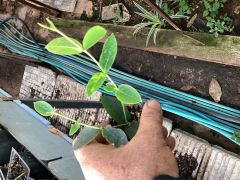 Hoya densifolia - mum çiçeği 2-4 yaprak toprak da köklü ve sürgünlü (kod:new103a)