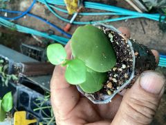 hoya Dischidia platyphylla - mum çiçeği 2 yaprak toprak da köklü ve sürgünlü (kod:new100a)