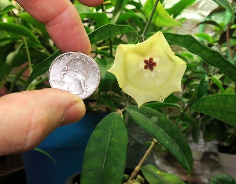 Hoya wallichii  - mum çiçeği 10-20 cm boyda mini saksıda köklü.Güçlü sürgünlü (kod:new101c)