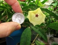 Hoya wallichii  - mum çiçeği 10-20 cm boyda mini saksıda köklü.Güçlü sürgünlü (kod:new101c)