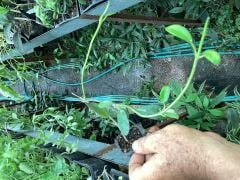 Hoya diversifolia. Kokulu mum çiçeği 2 yaprak toprak da köklü ve sürgünlü (kod:mum10a)