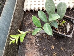 Hoya carnosa Crinkle 8 Kokulu mum çiçeği 2 yaprak toprak da köklü ve sürgünlü (kod:mum23a)