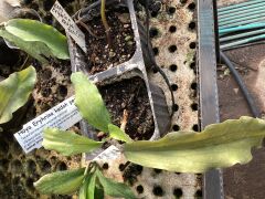 Hoya erythrina Kokulu mum çiçeği 2 yaprak toprak da köklü ve sürgünlü (kod:mum20a)