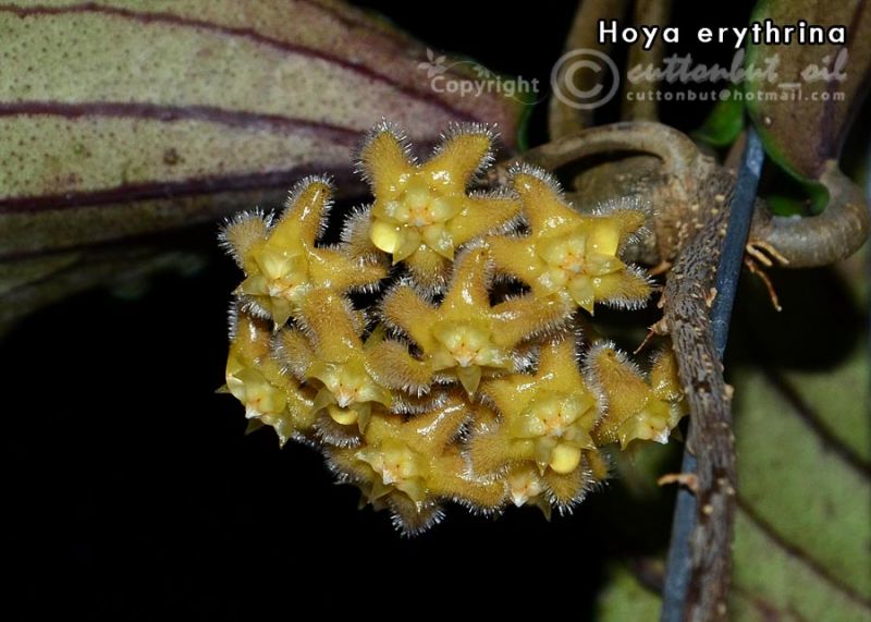 Hoya erythrina Kokulu mum çiçeği 2 yaprak toprak da köklü ve sürgünlü (kod:mum20a)