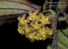 Hoya erythrina Kokulu mum çiçeği 2 yaprak toprak da köklü ve sürgünlü (kod:mum20a)