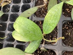 Hoya verticillata Kokulu mum çiçeği  2 yaprak toprak da köklü ve sürgünlü (kod:mum08a)