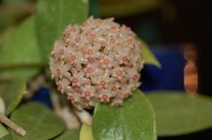 Hoya verticillata Kokulu mum çiçeği  2 yaprak toprak da köklü ve sürgünlü (kod:mum08a)