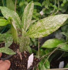 Hoya pubicalyx full silver splash, kokulu mum çiçeği    2-4 yaprak toprak da köklü ve sürgünlü (kod:mum05a)