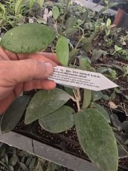 Hoya Sp. EPC-204 - sümbül kokulu mum çiçeği 10-20 cm boyda mini saksıda köklü.Güçlü sürgünlü (kod:new01c)