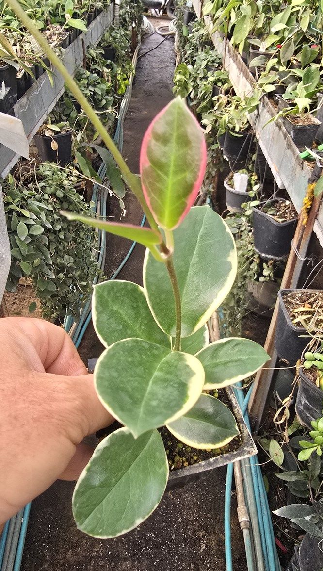 Hoya australis Albomarginata - Kokulu mum çiçeği 30-50 cm boyda mini saksıda köklü. Güçlü sürgünlü (Saksıda görülen gönderilecek)