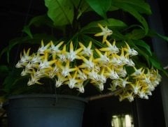 Hoya multiflora sv.406 - mum çiçeği  10-20 cm boyda mini saksıda köklü.Güçlü sürgünlü (kod:new06c)