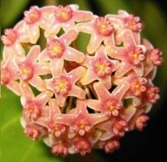 Hoya camphorifolia - Kokulu mum çiçeği 10-20 cm boyda mini saksıda köklü.Güçlü sürgünlü (kod:new07c)