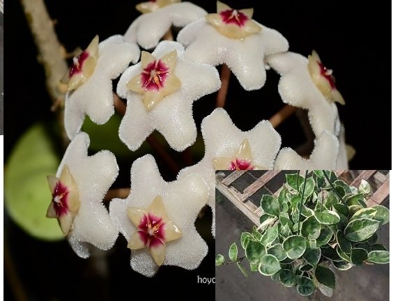 Hoya carnosa chelsea variegata - Kokulu mum çiçeği 10-20 cm boyda mini saksıda köklü.Güçlü sürgünlü (kod:new09c)