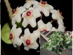 Hoya carnosa chelsea variegata - Kokulu mum çiçeği 10-20 cm boyda mini saksıda köklü.Güçlü sürgünlü (kod:new09c)