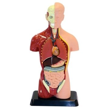 İNSAN VÜCUDU (Küçük Boy, 27 cm)