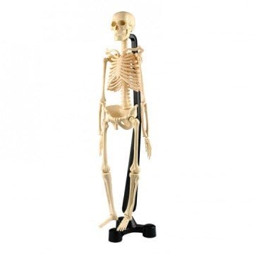 İSKELET MODELİ 46 CM