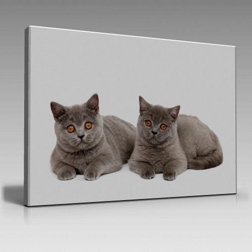 SCOTTİSH FOLD CATS
