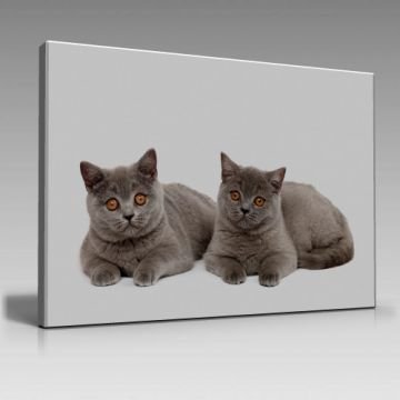 SCOTTİSH FOLD CATS