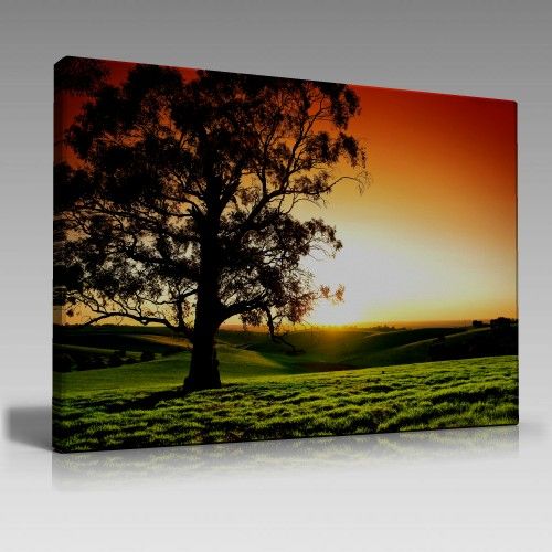 lonely tree sunrise