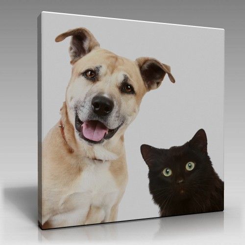 Köpek ve Kedi Tablo