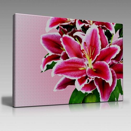 beautiful lily, on pink background