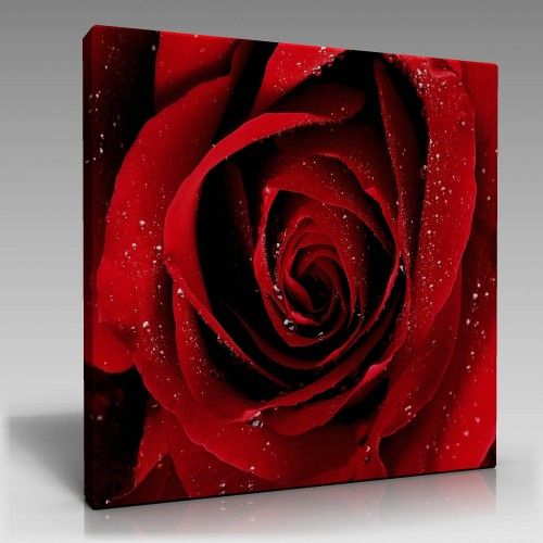 rain roses