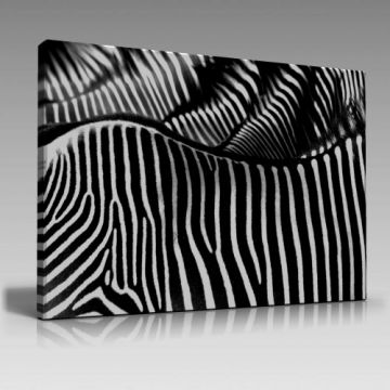 Zebra Desenleri Tablo
