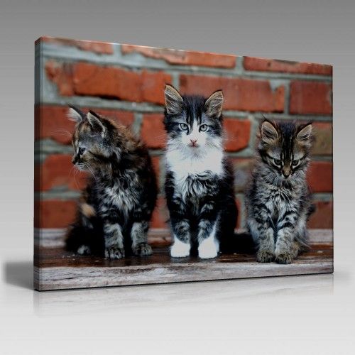 Cats Tablo