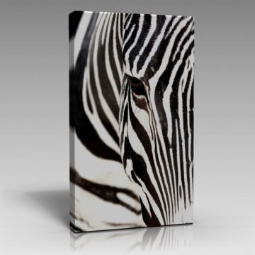 Zebra Tablo