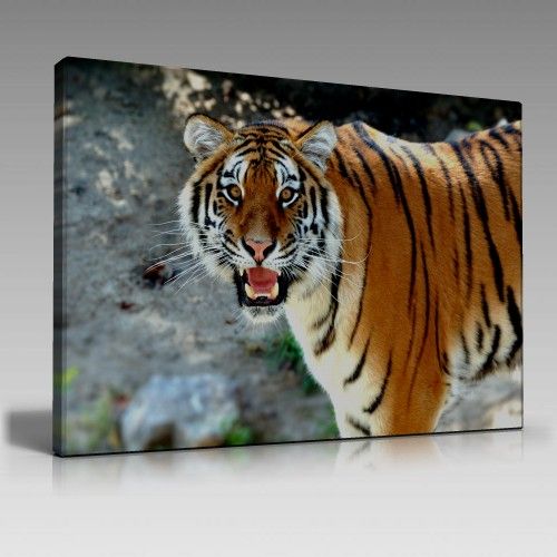 Tiger Tablo