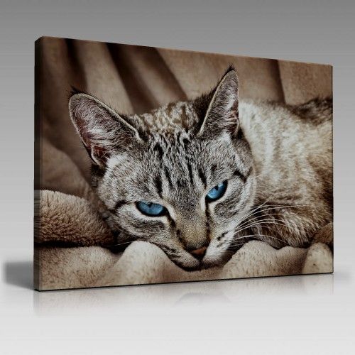 Cat Tablo