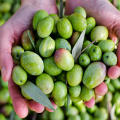 Orta Boy Gemlik Tipi Taze Ham Yeşil Zeytin