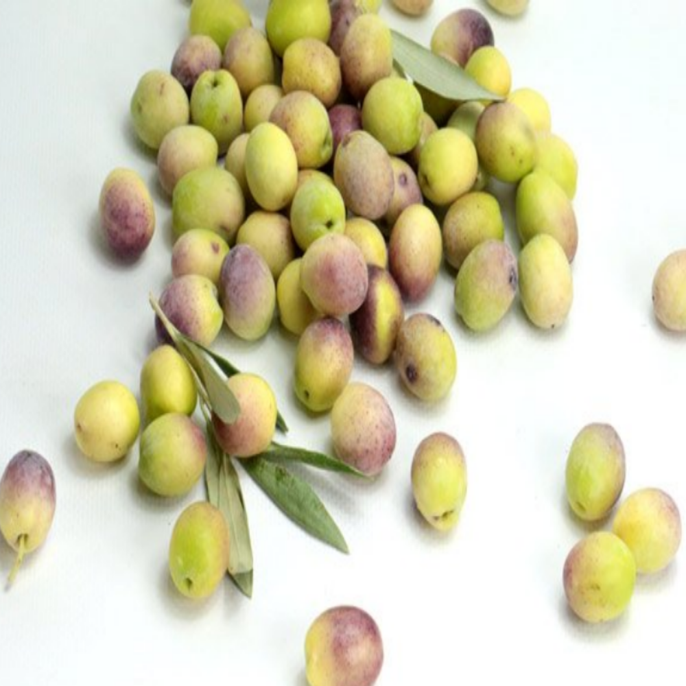 Yeni Hasat Orta Boy Kırmalık Çizmelik Taze Ayvalık Yeşil Ham Zeytin