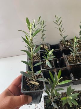 Düğün Nişan Nikah Özel Günler Organizasyon İçin Mini Saksıda Zeytin Fidanı (10 adet)