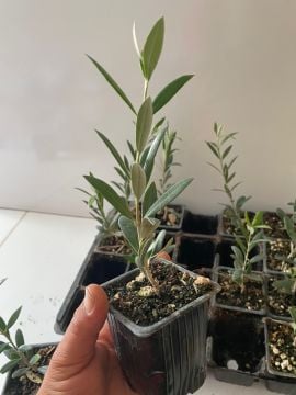 Düğün Nişan Nikah Özel Günler Organizasyon İçin Mini Saksıda Zeytin Fidanı (10 adet)