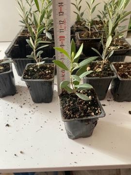 Düğün Nişan Nikah Özel Günler Organizasyon İçin Mini Saksıda Zeytin Fidanı (100 adet)