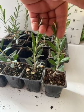 Düğün Nişan Nikah Özel Günler Organizasyon İçin Mini Saksıda Zeytin Fidanı (100 adet)