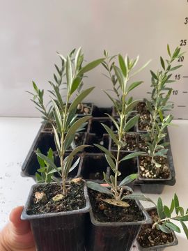 Düğün Nişan Nikah Özel Günler Organizasyon İçin Mini Saksıda Zeytin Fidanı (100 adet)