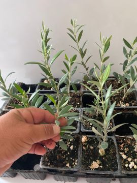 Düğün Nişan Nikah Özel Günler Organizasyon İçin Mini Saksıda Zeytin Fidanı (100 adet)