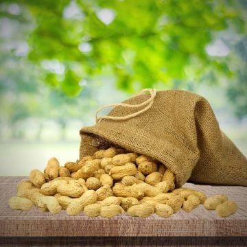 Haşlamalık Taze Çiğ Yer Fıstığı 5 Kg