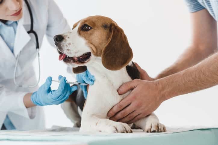 Köpek Aşıları