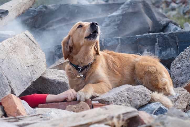 Köpekler Depremi Hisseder Mi?