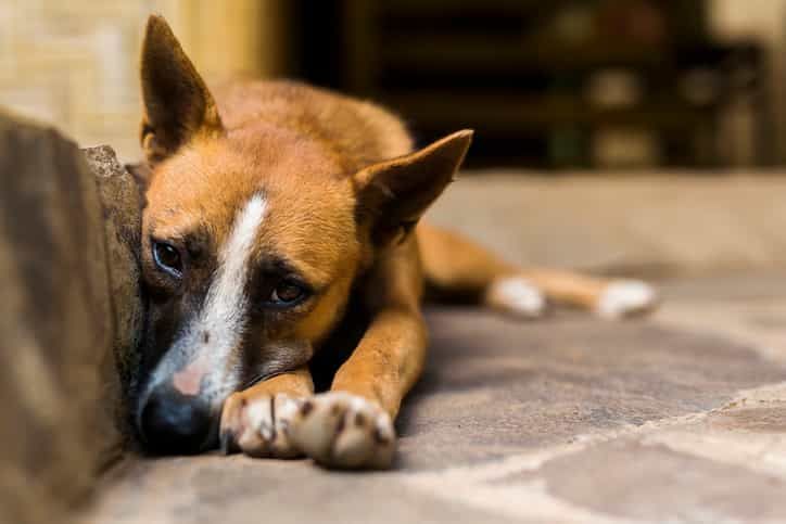 Köpekler Neden Kokar?