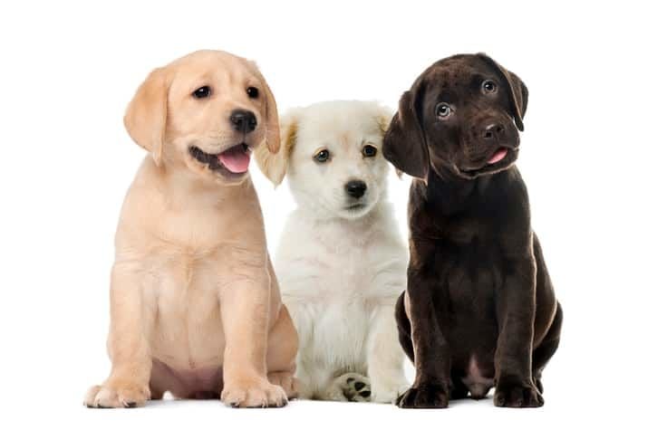 Labrador Retriever Köpek Özellikleri