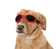 Orta ve Büyük Köpek Güneş Gözlüğü Royna Kırmızı