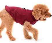 Küçük ve Orta Irk Köpek Sweatshirt - Taymo - Köpek Kıyafeti