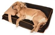 Köpek Yatağı ve Yastık Takımı - Neytiri Large