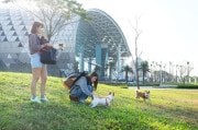 Ibiyaya Ultralight Köpek ve Kedi Taşıma Sırt Çantası