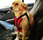 Köpek Araç Emniyet Kemeri ve Tasması  Arnav Kırmızı