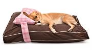 Köpek Yatağı ve Yastık Takımı - Aggy Large